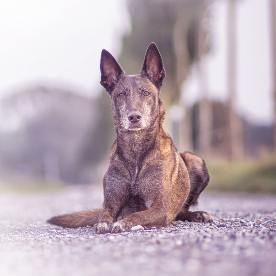 Ein Hund liegt auf einer Straße und schaut in die Kamera.