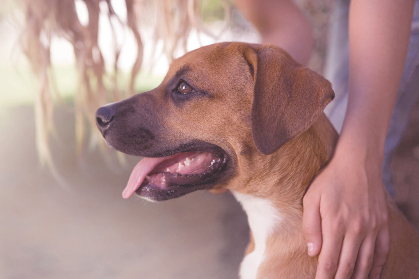 Ein brauner Hund sitzt mit geöffnetem Maul und heraushängender Zunge vor seinem Halter