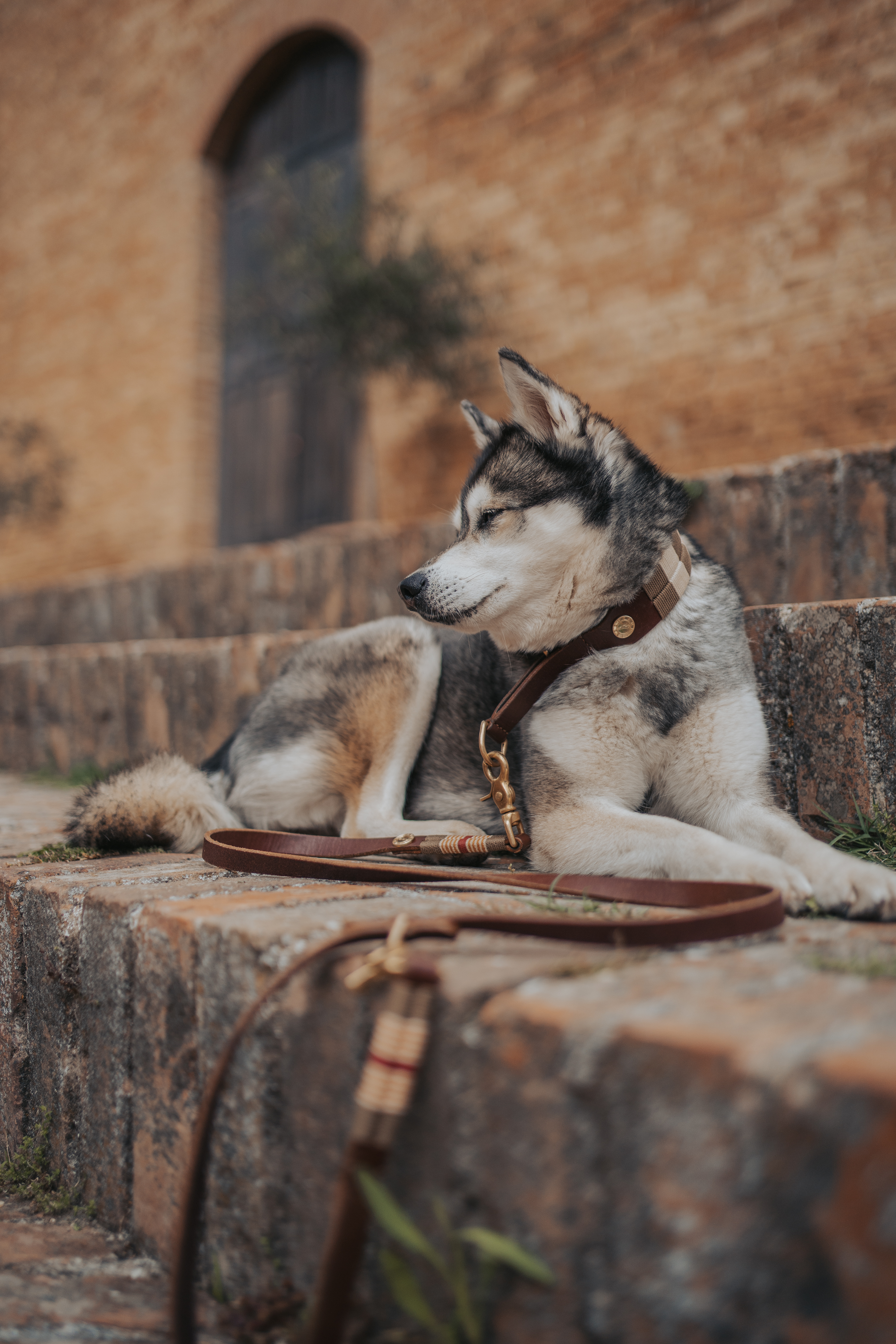 Ein Husky liegt angeleint auf einer Treppe.