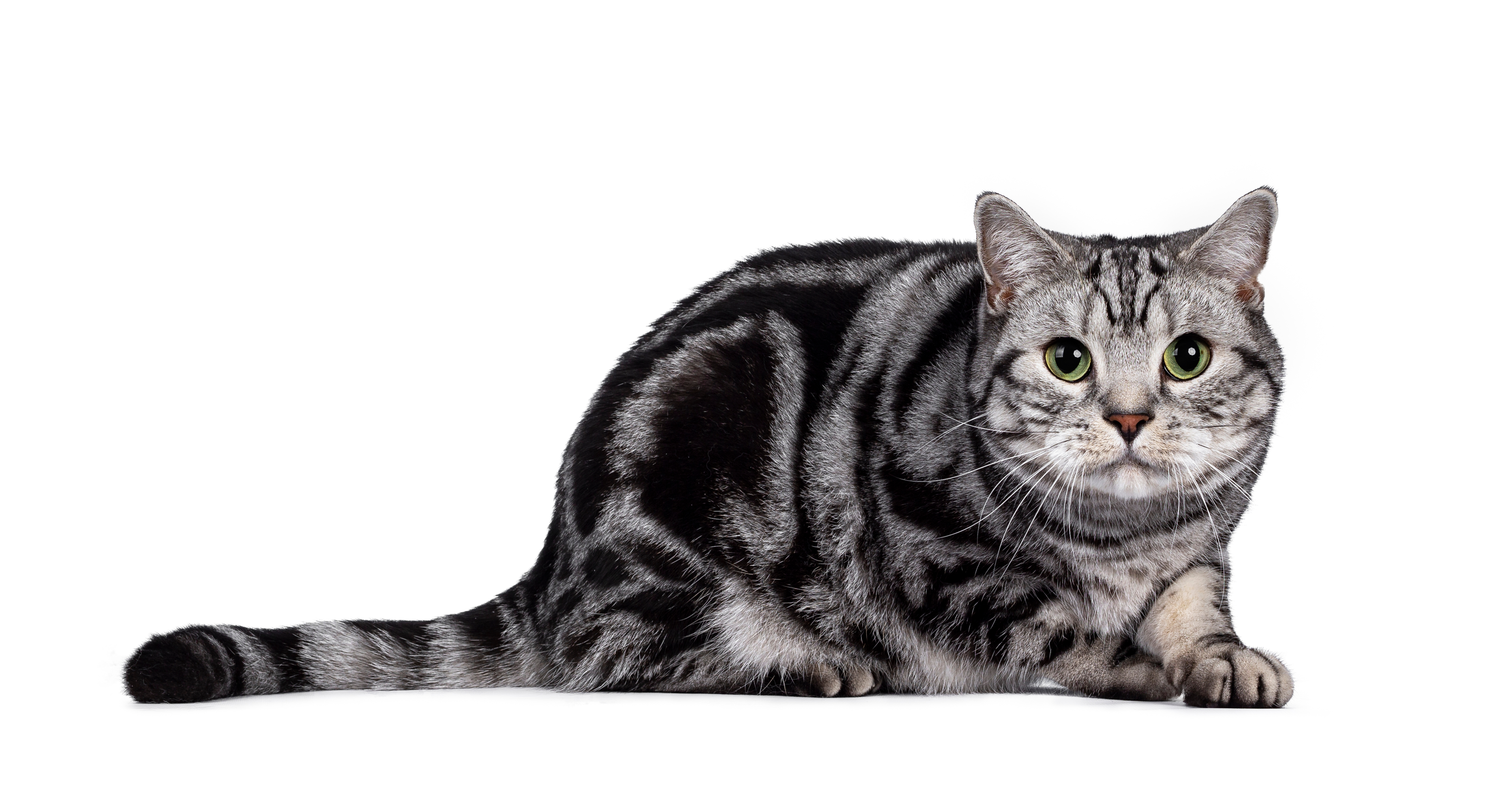 Grau getigerte Katze sitzt ängstlich und geduckt da