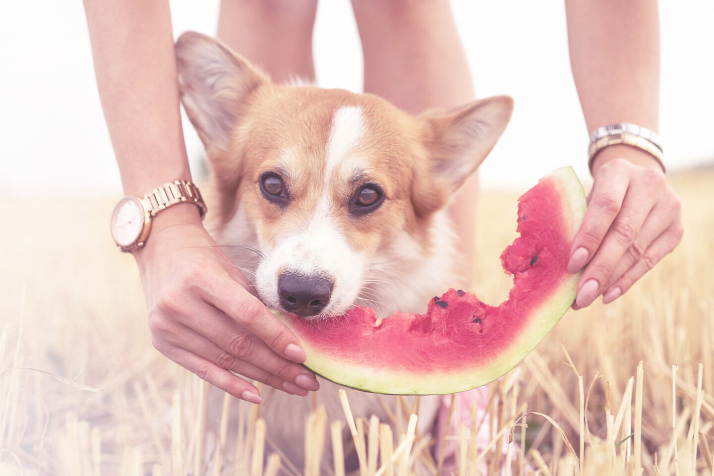 Ein kleiner Hund mit spitzen Ohren beißt von einer Wassermelone ab, welche eine Frau ihm hinhält.