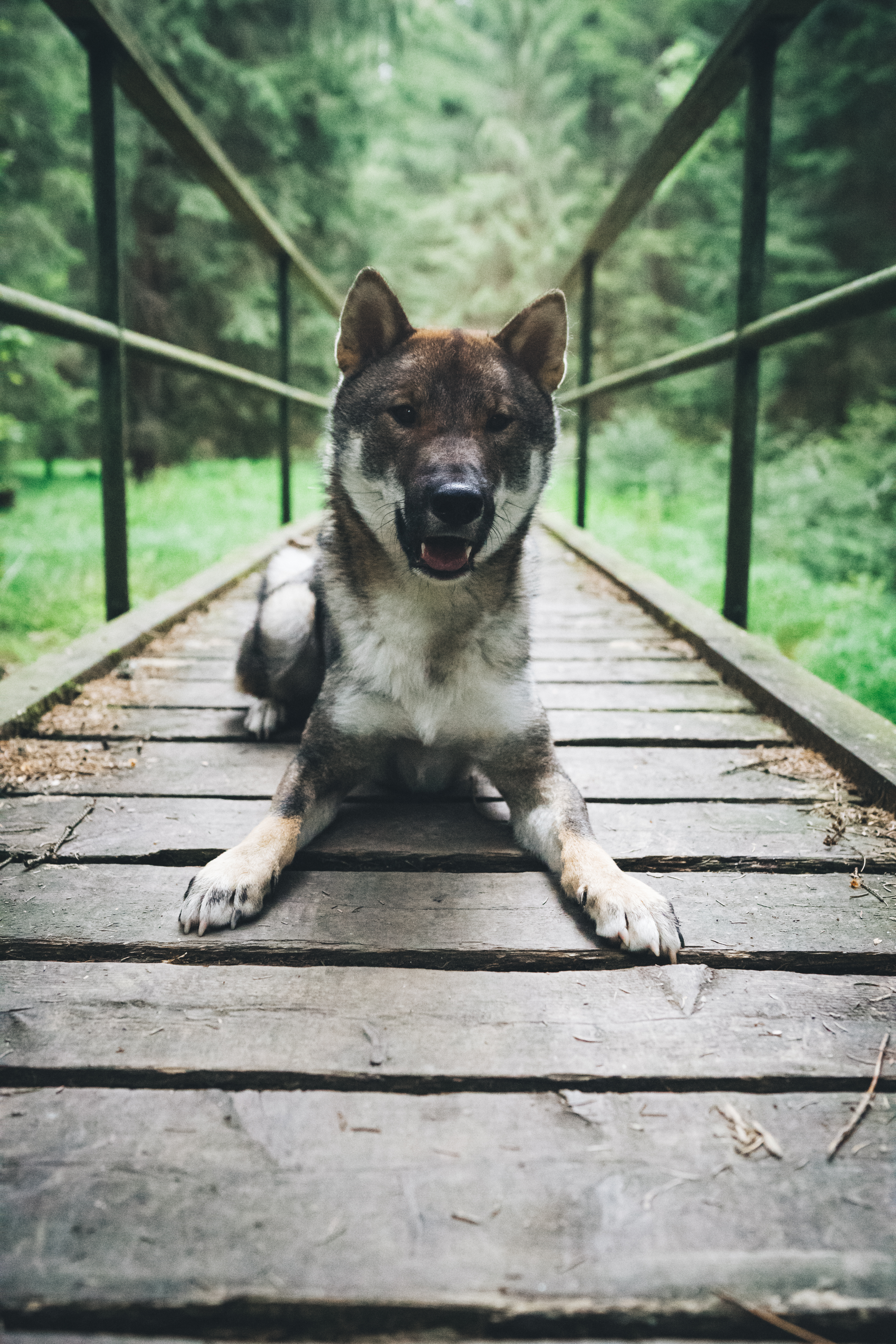 Goood Dog Odin liegt auf einer Brücke im Platz