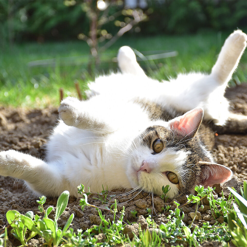 Katze rollt sich im Garten auf dem Boden