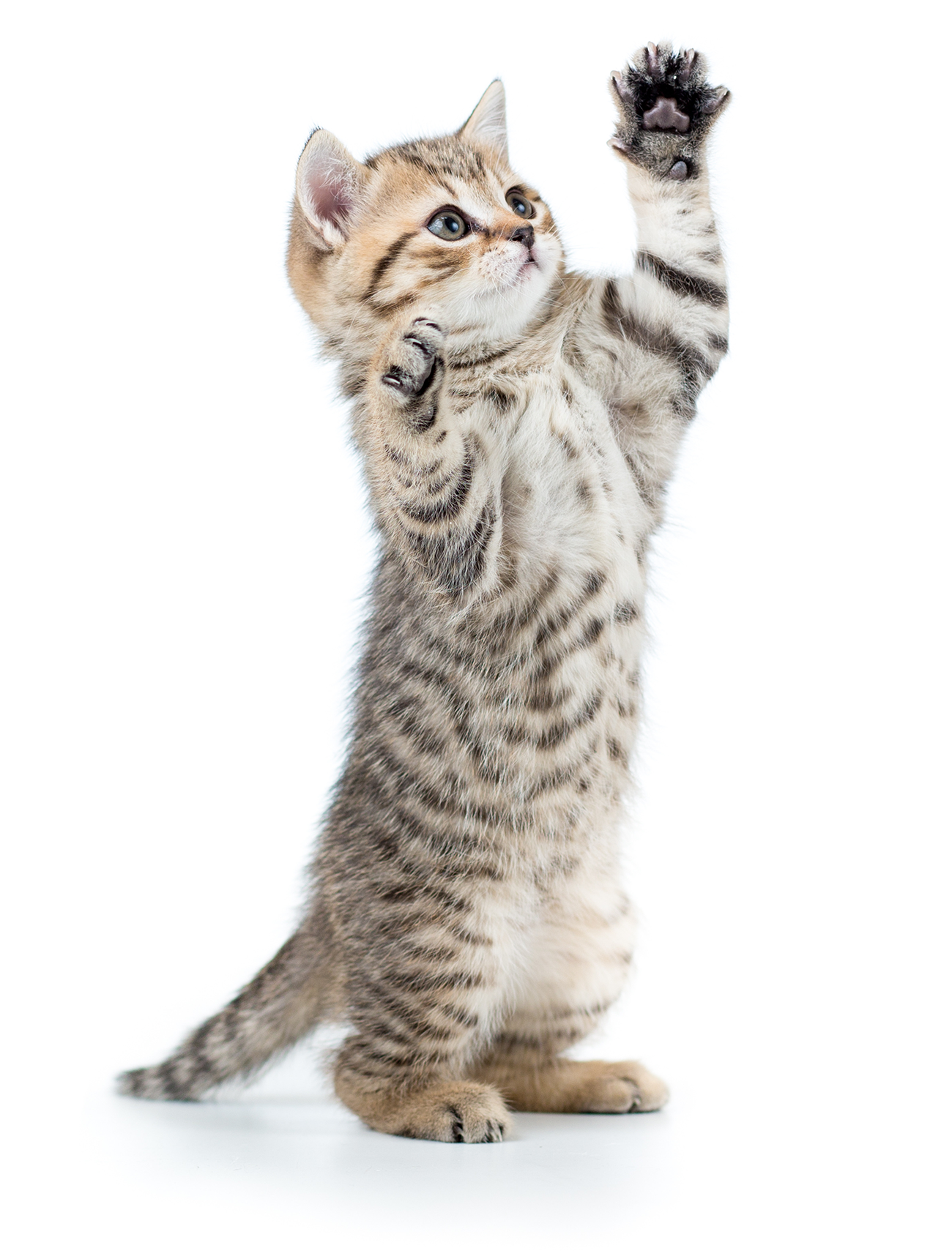 Junge Katze steht aufrecht, hebt ihre Vorderpfoten in spielerischer Geste; weißer Hintergrund.