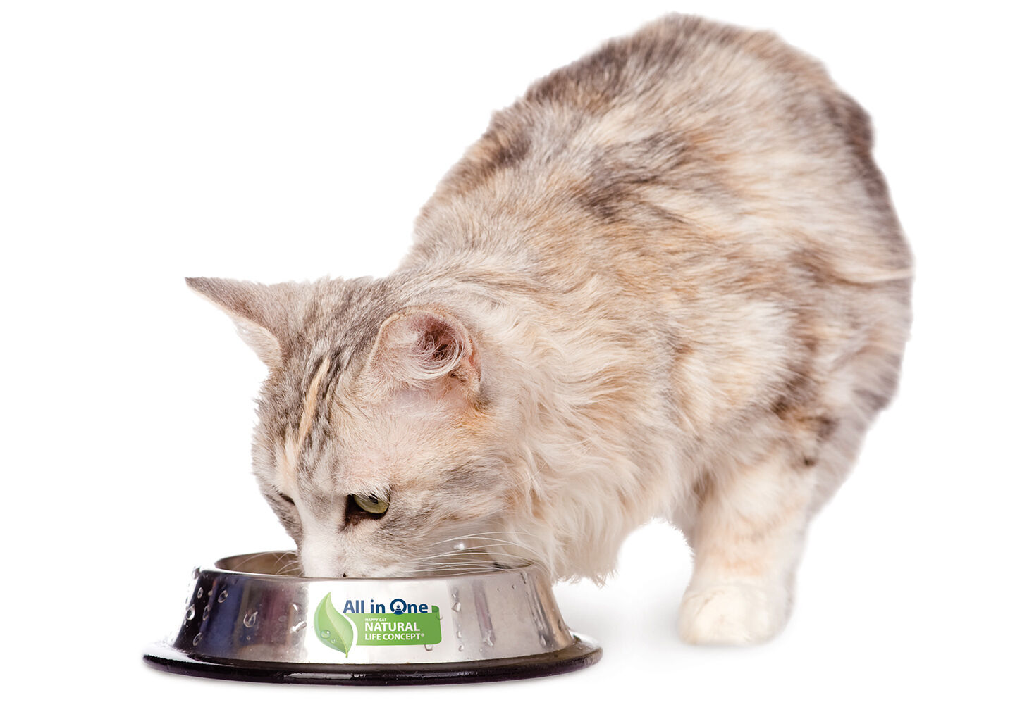 Eine Katze frisst aus einem Edelstahlnapf