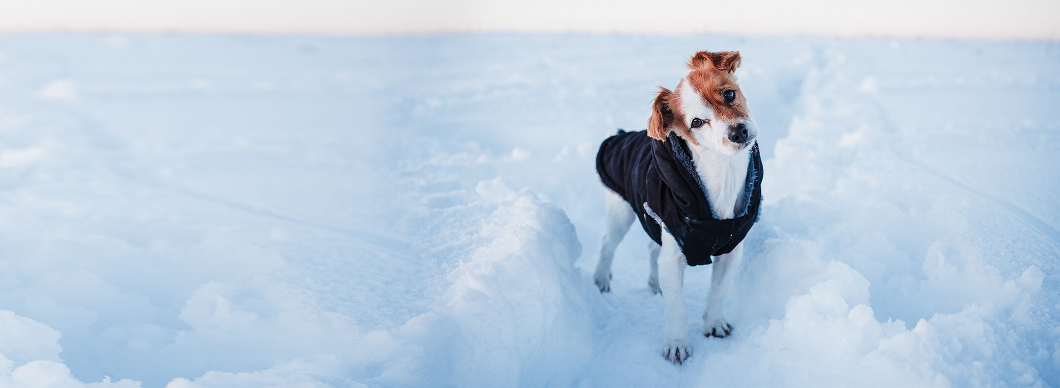 Ein kleiner Hund hat einen Hundemantel an und steht im Schnee.