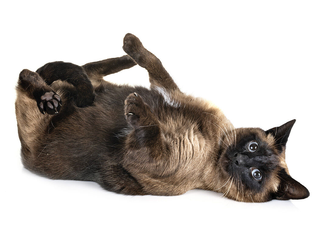 Siamkatze rollt sich auf dem Boden