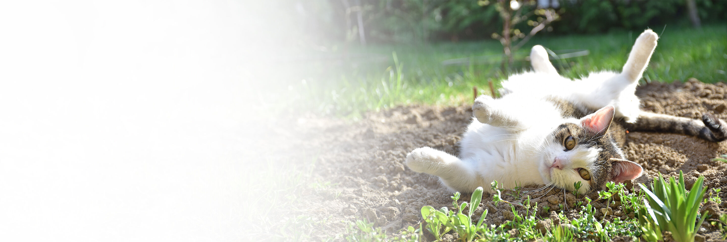 Rolligkeit bei der Katze - Happy Cat Rolligkeit bei der Katze - Happy Cat