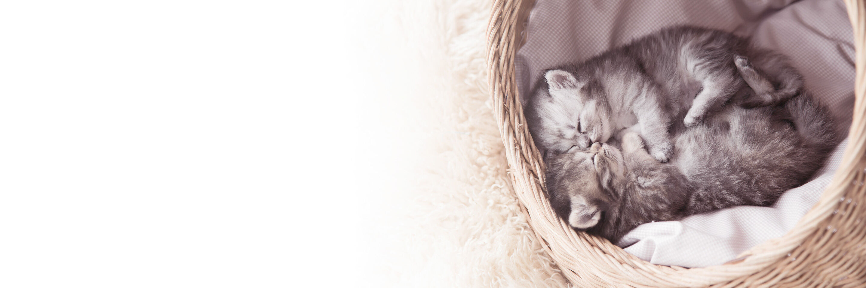 Zwei Kitten mit geschlossenen Augen liegen aneinander gekuschelt in einem Korb
