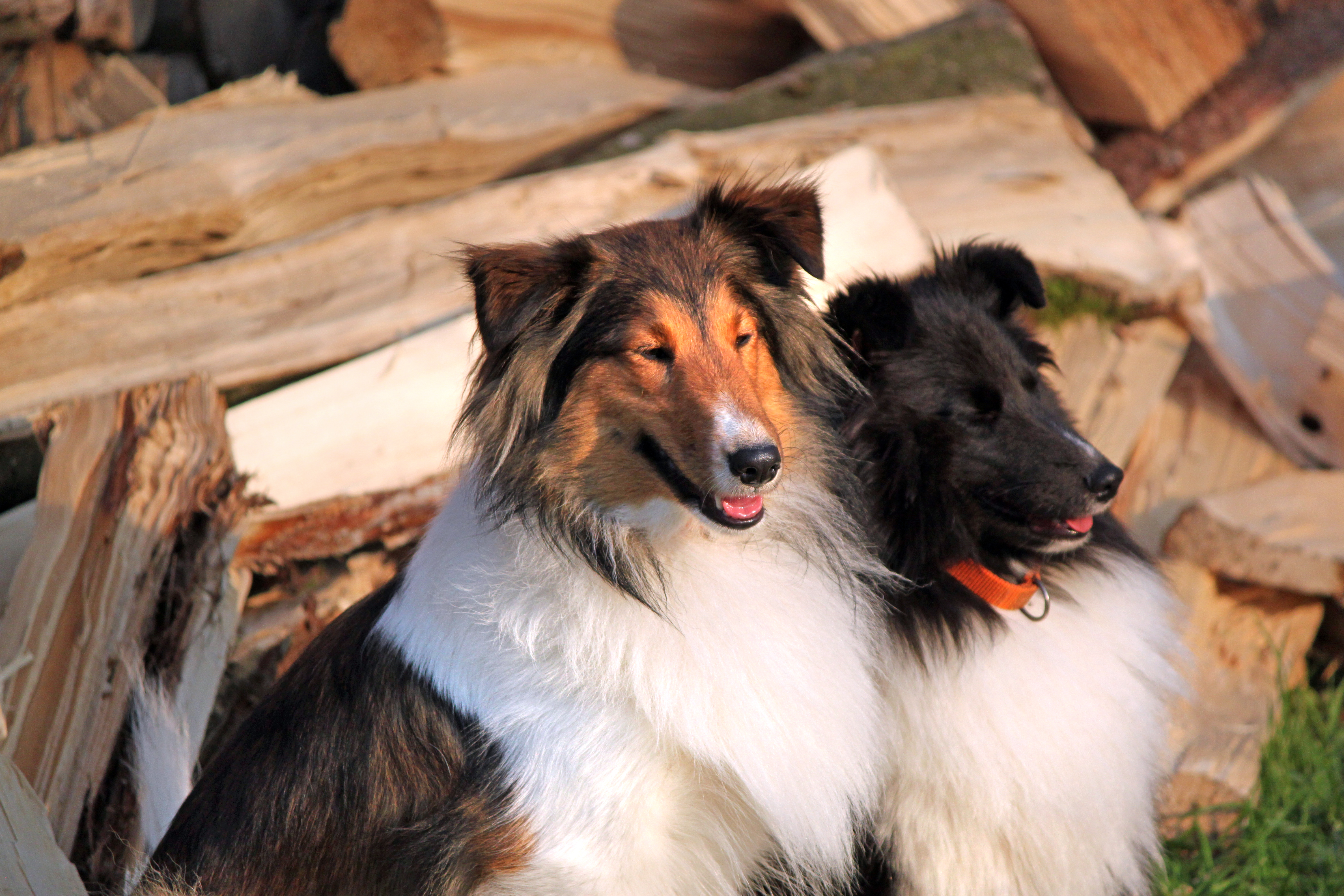 Zwei Collies sitzen harmonisch vor einem Holzstapel