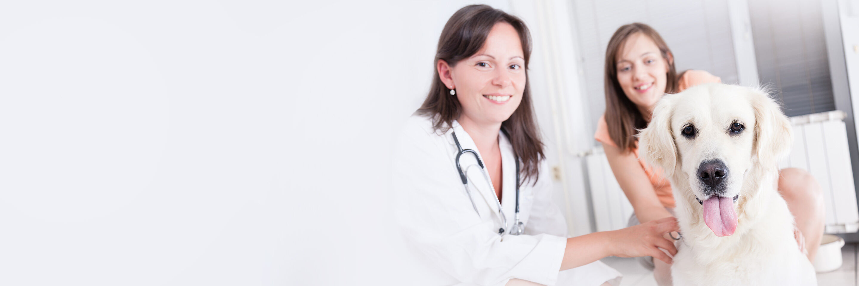 Eine junge Tierärztin untersucht einen weißen Golden Retriever