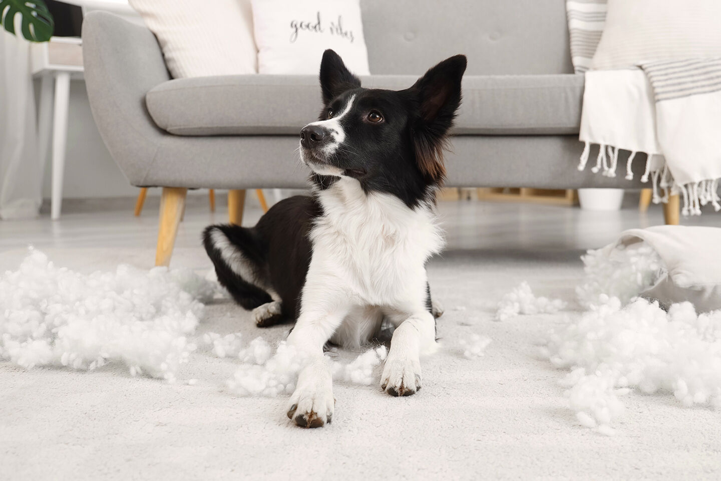 Ein pubertierender Hund hat ein Sofakissen zerstört