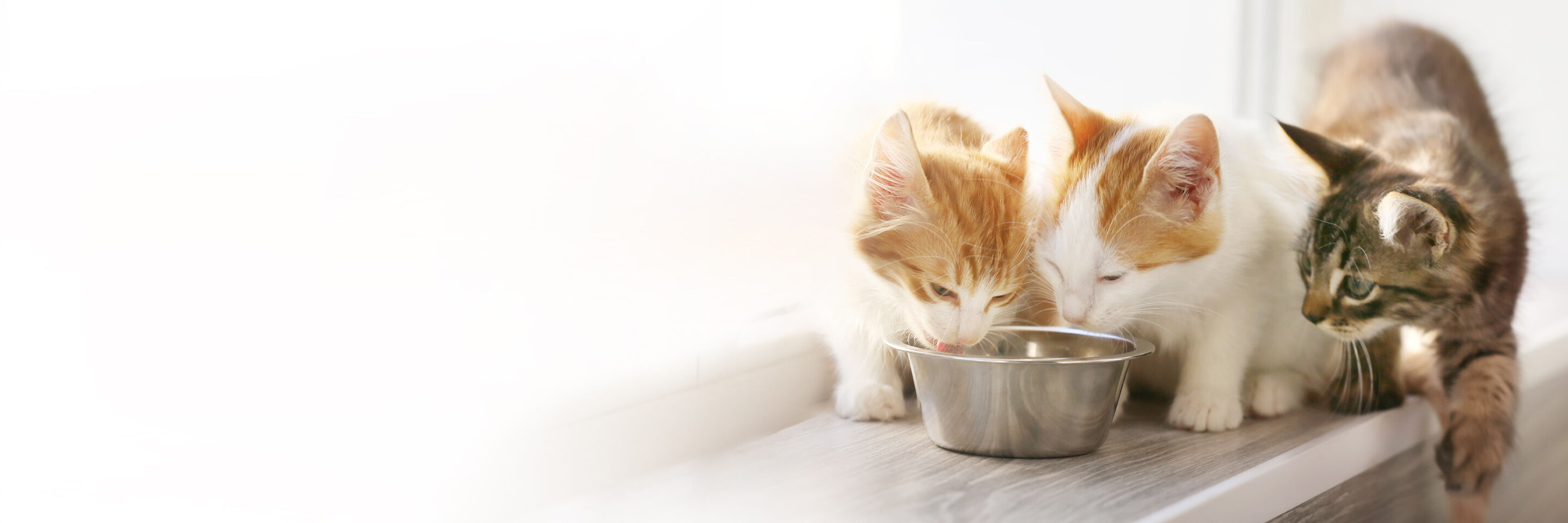 Drei Katzen haben sich um einen Futternapf versammelt.