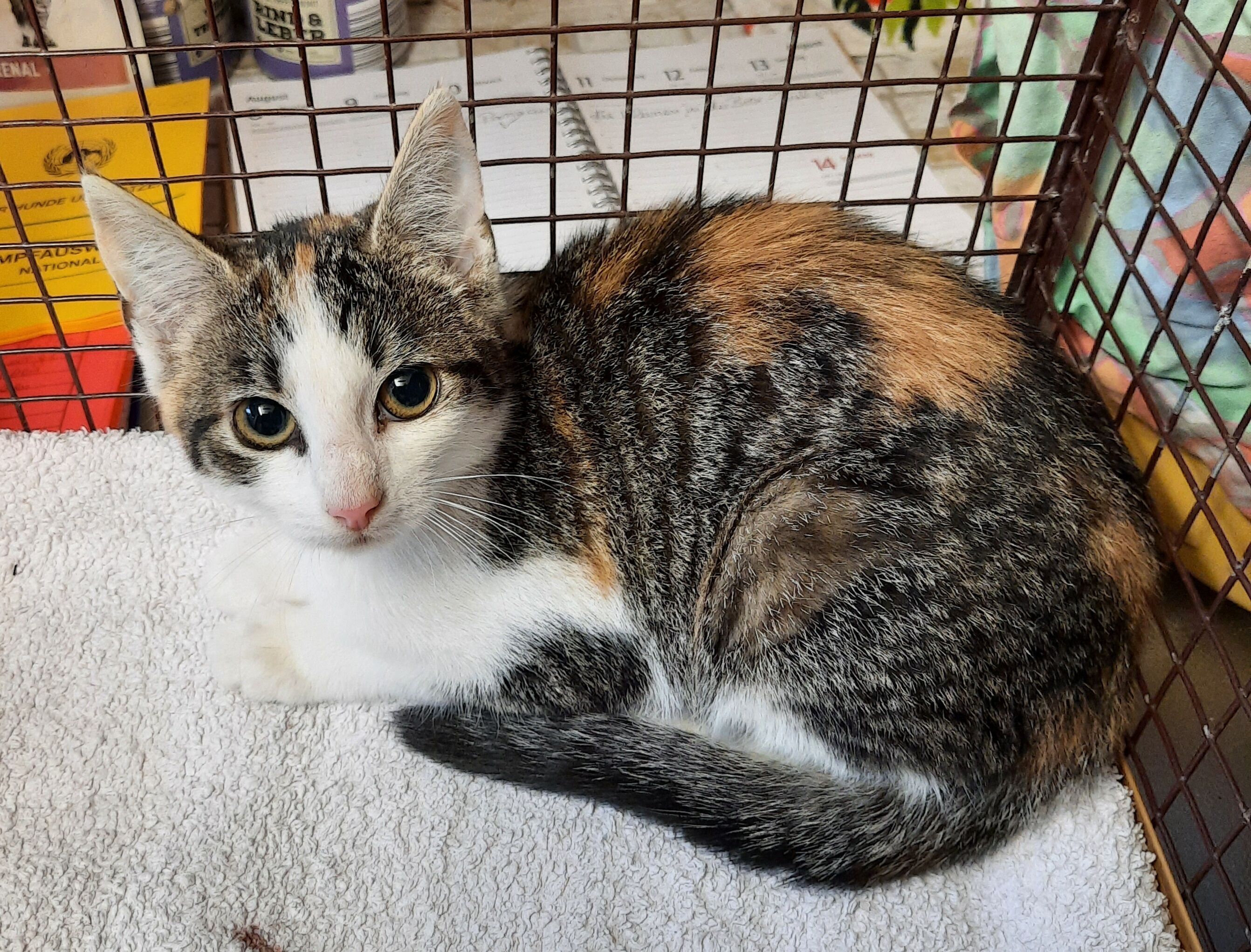 Junge Tierschutzkatze sitzt in kleinem Käfig und wartet auf ihre Kastration