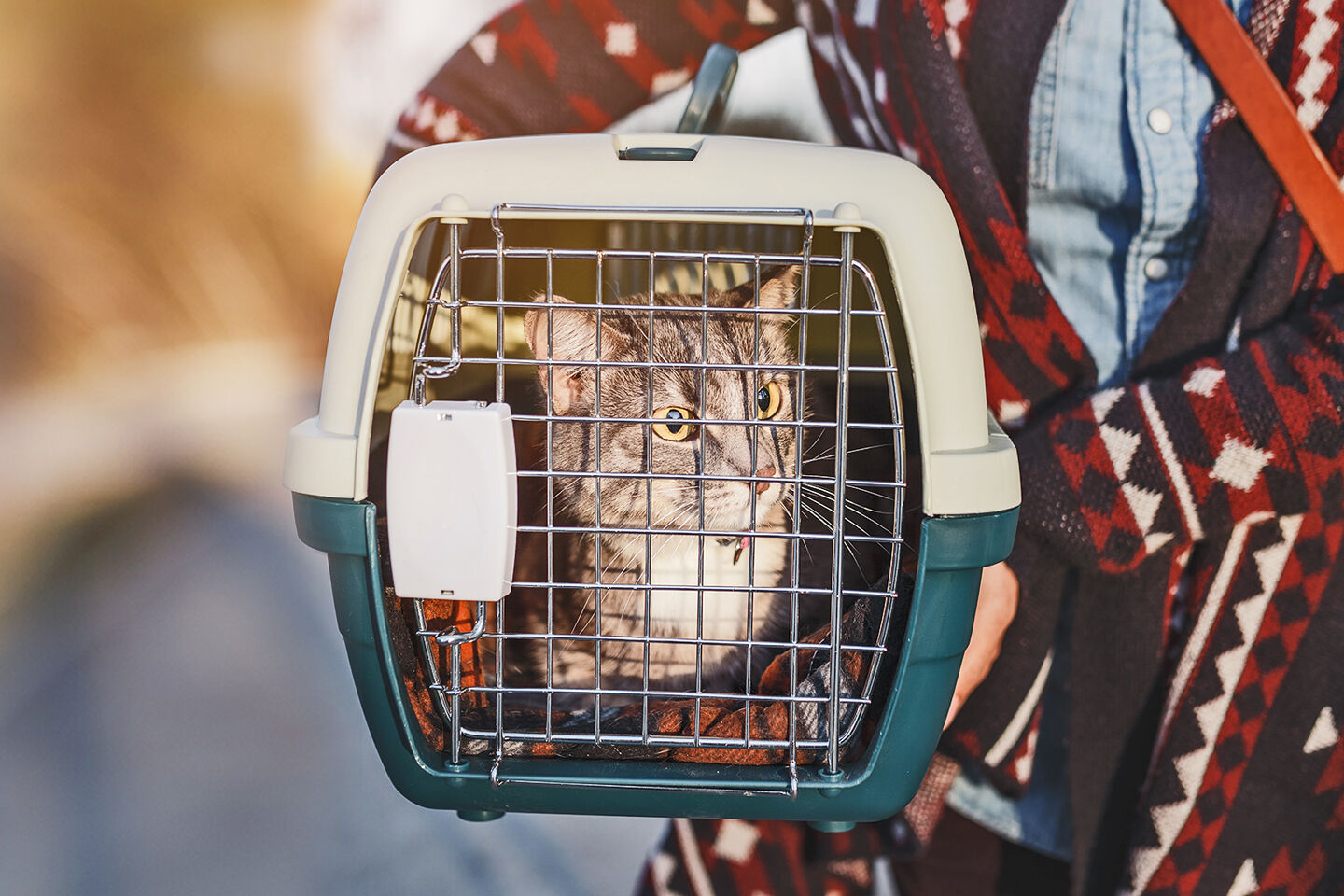 Eine Katze sitzt ruhig in einer Tragetasche, gehalten von einer Person in gemusterter Kleidung, auf einem Spaziergang nach draußen.