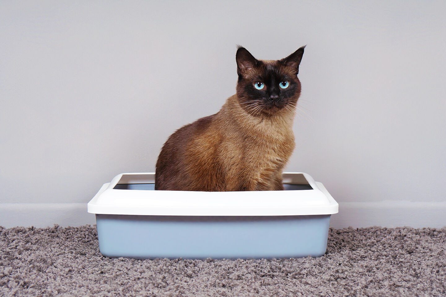 Eine Katze sitzt auf dem Katzenklo