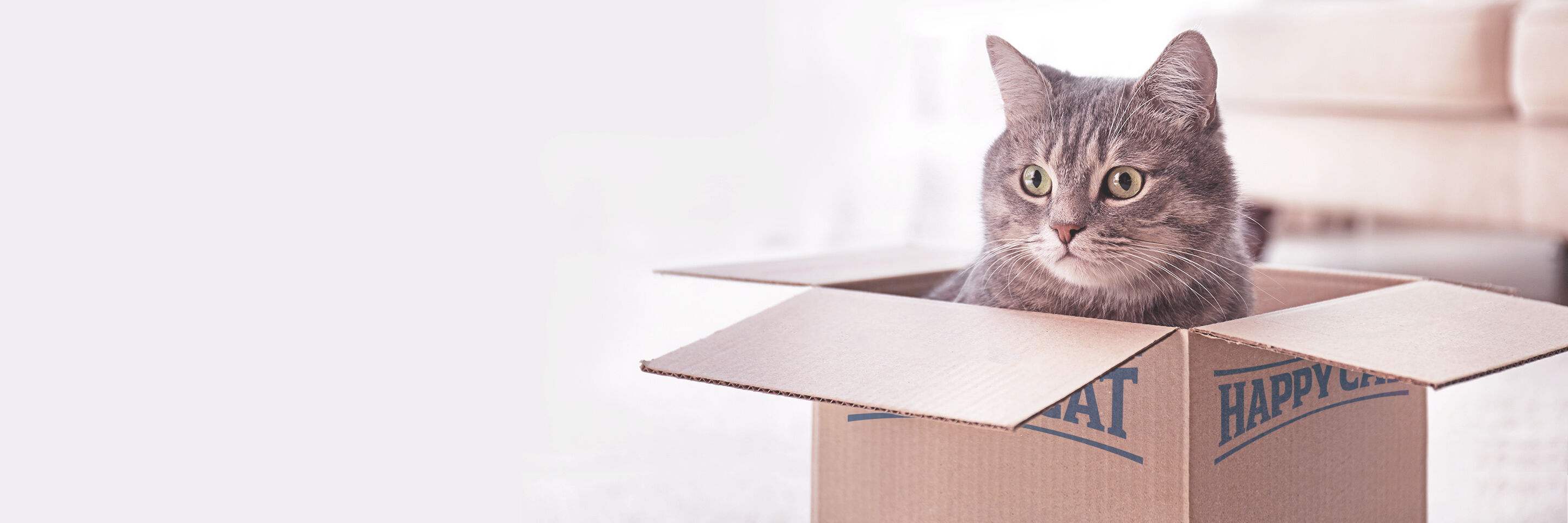 Eine graue Katze sitzt in einem Happy Cat Versandkarton.