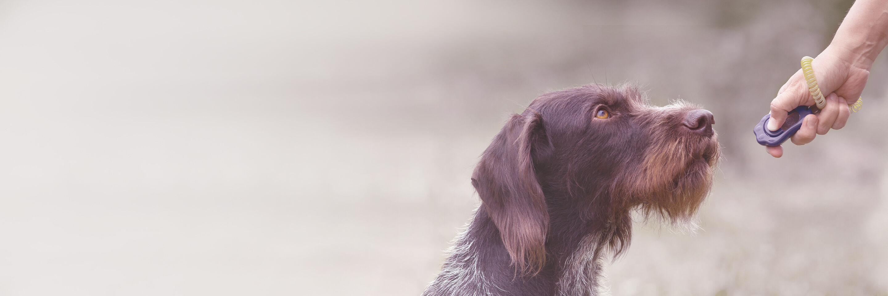 Ein Hund beim Clickertraining