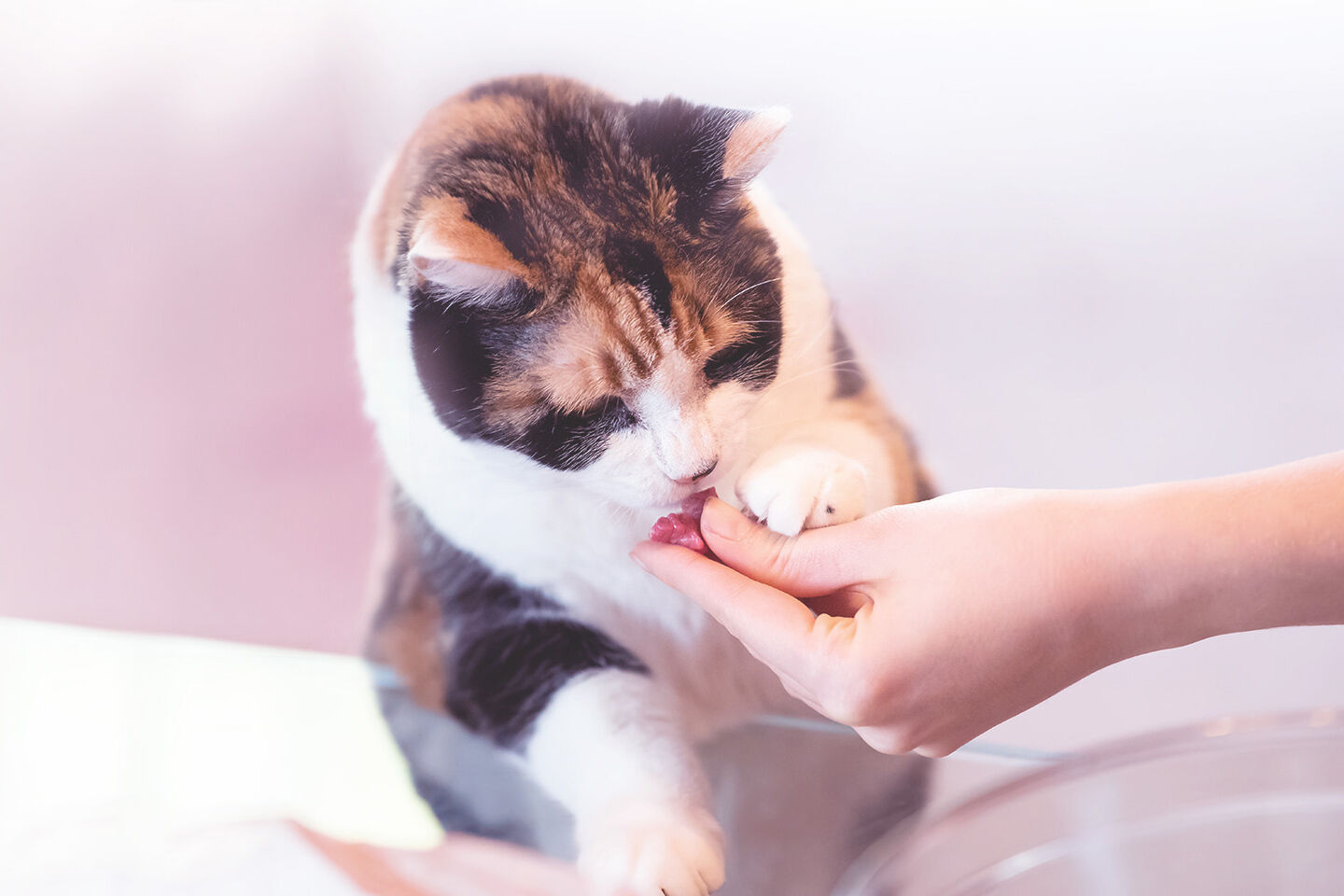 Eine Frau reicht der Katze mit der Hand ein Futterstück und die Katze nimmt es sich