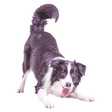 Australian Shepherd Hündin, die sich mit den Vorderpfoten nach unten beugt und das Hinterteil nach oben streckt