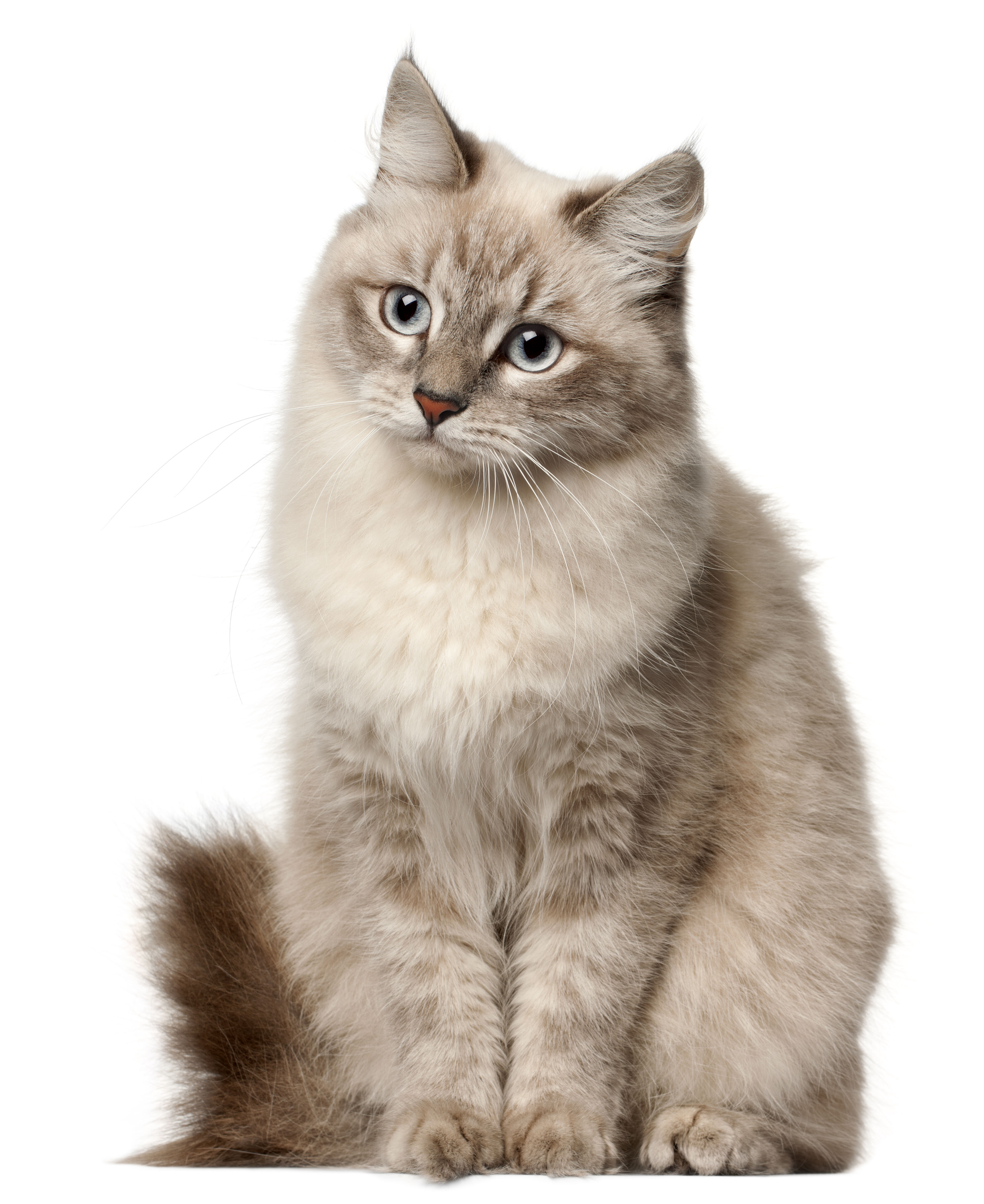 Ragdoll Füttern