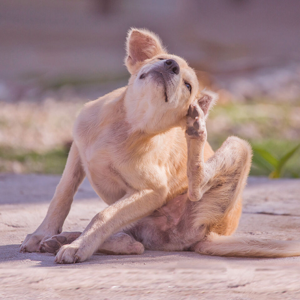 Ein Hund kratzt sich weil er Flöhe hat.