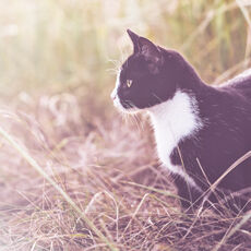 Eine Katze sitzt auf einem Feld und hat etwas im Visier.