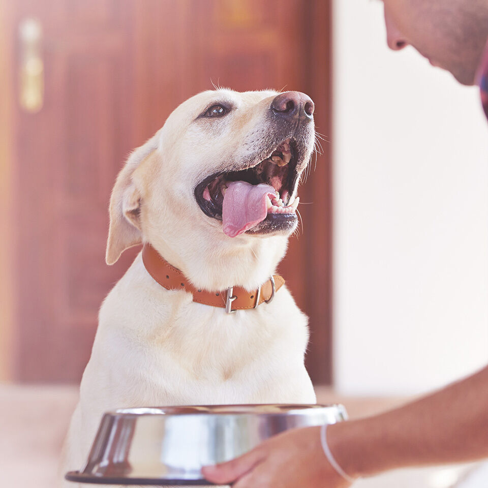 Ein Hund bekommt von einem Mann Futter im Napf gereicht.