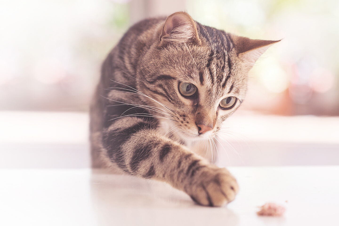 Kater streckt sich, um an ein Futterstück heran zu kommen