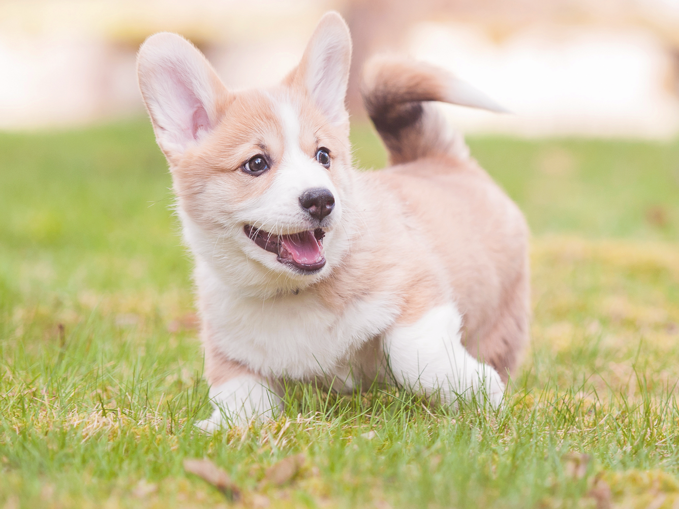 Junger Corgi spielt im Gras