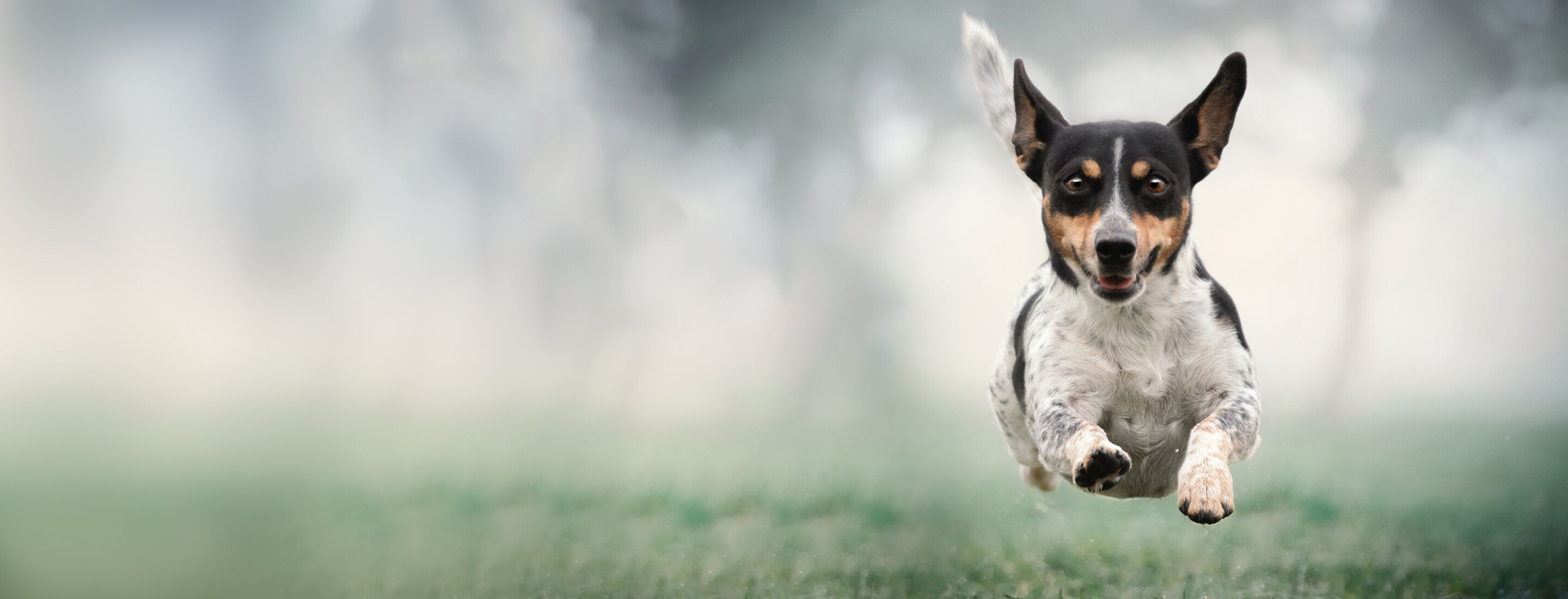 Ein kleiner Hund rennt über eine Wiese.