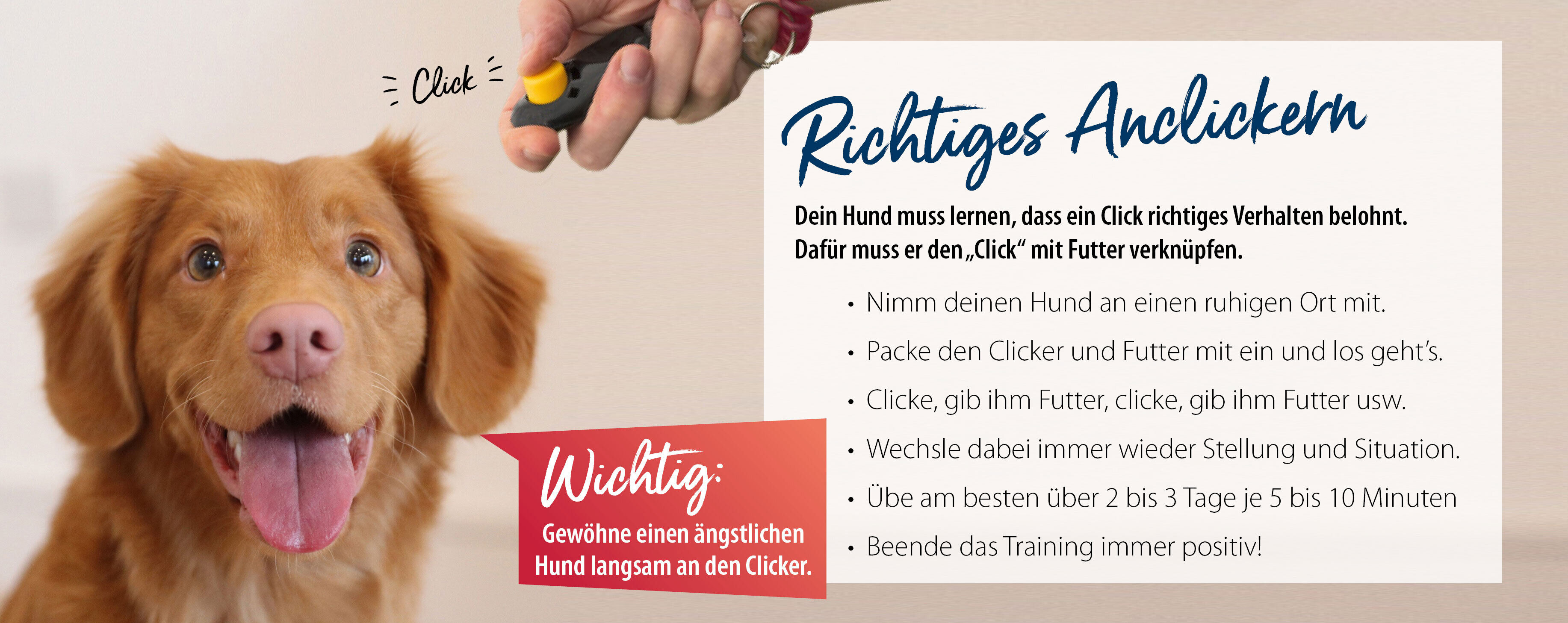 Hund sitzt erwartungsvoll vor seinem Menschen und wartet auf ein Kommando bzw. auf das Clickern