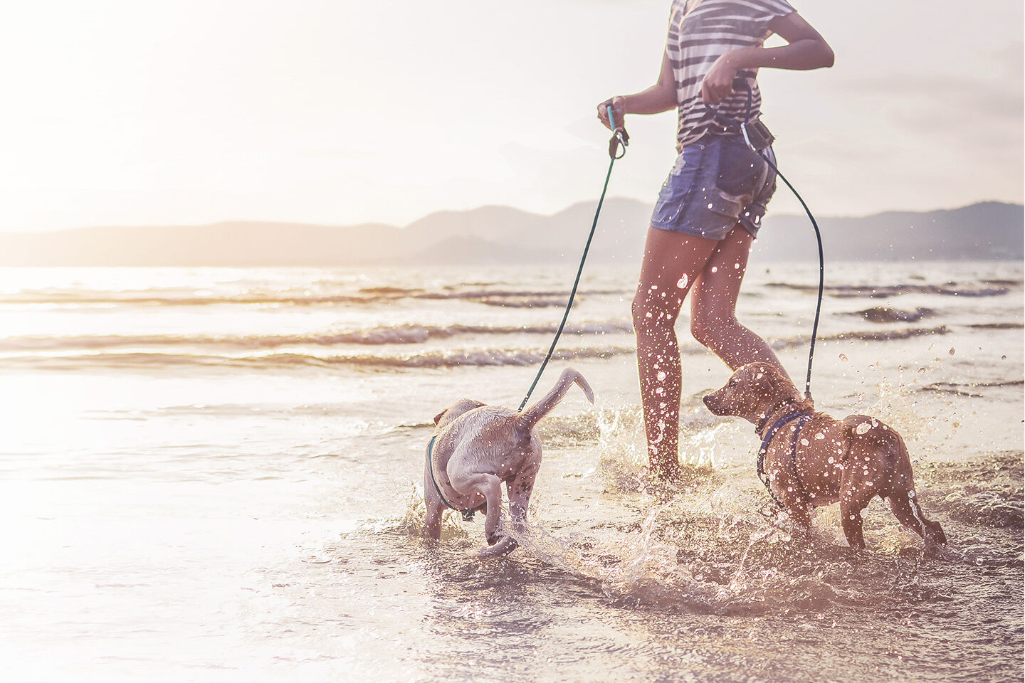 Eine Frau rennt mit zwei Hunden an der Leine durch die Wellen im Meer.