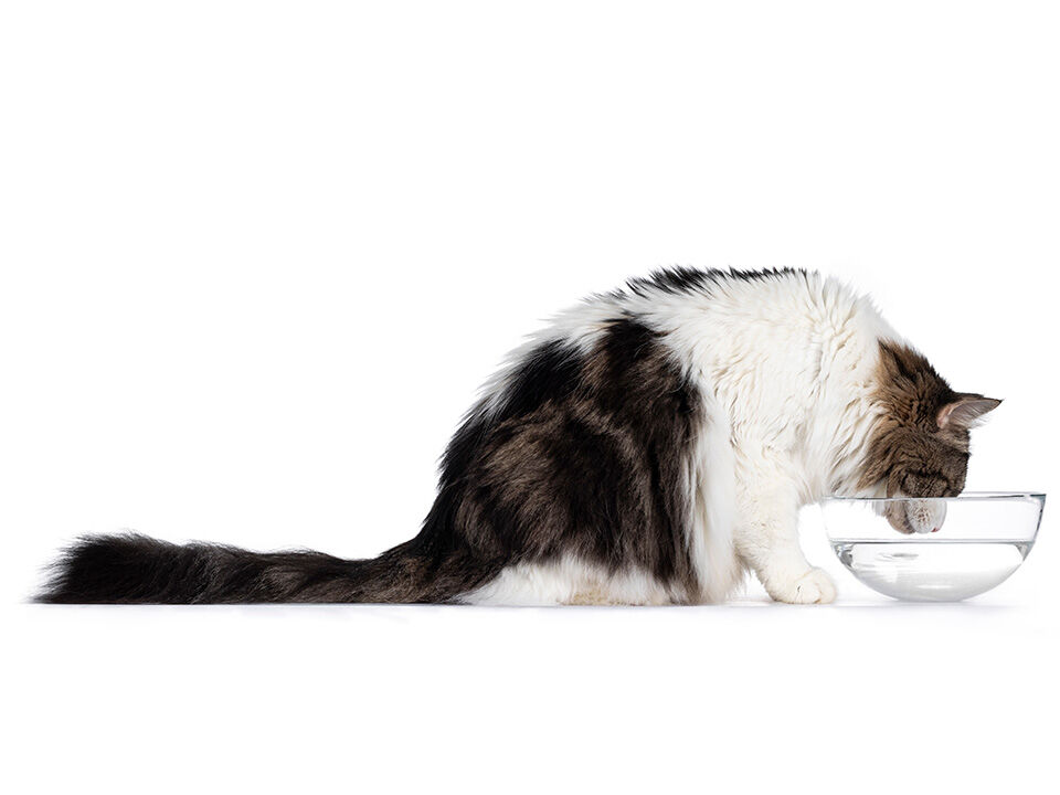 Schwarz weiße Katze sitzt vor einem Glasschälchen und trinkt Wasser