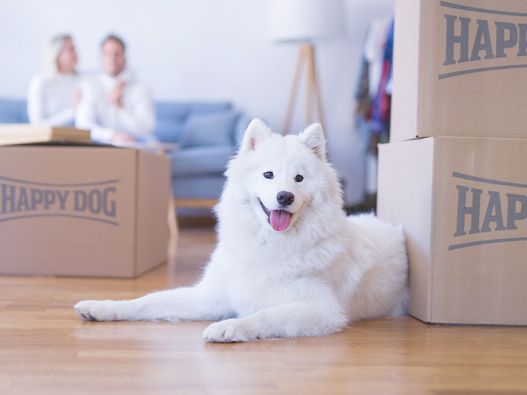Ein weißer Hund liegt am Boden zwischen Paket von Happy Dog. Im Hintergrund sitzen zwei Menschen auf einem Sofa.