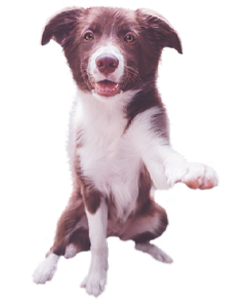 Ein Border Collie hebt die linke Pfote nach vorne oben