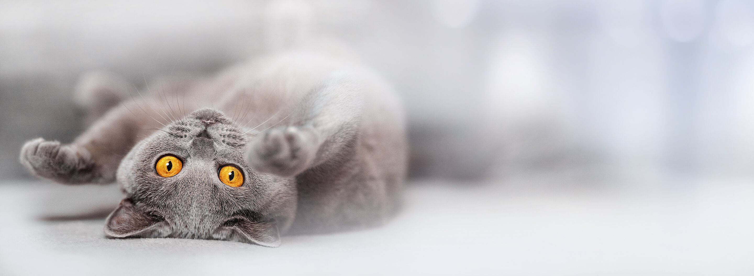Graue British Kurzhaar Katze liegt auf dem Boden und streckt ihre Beine in die Luft