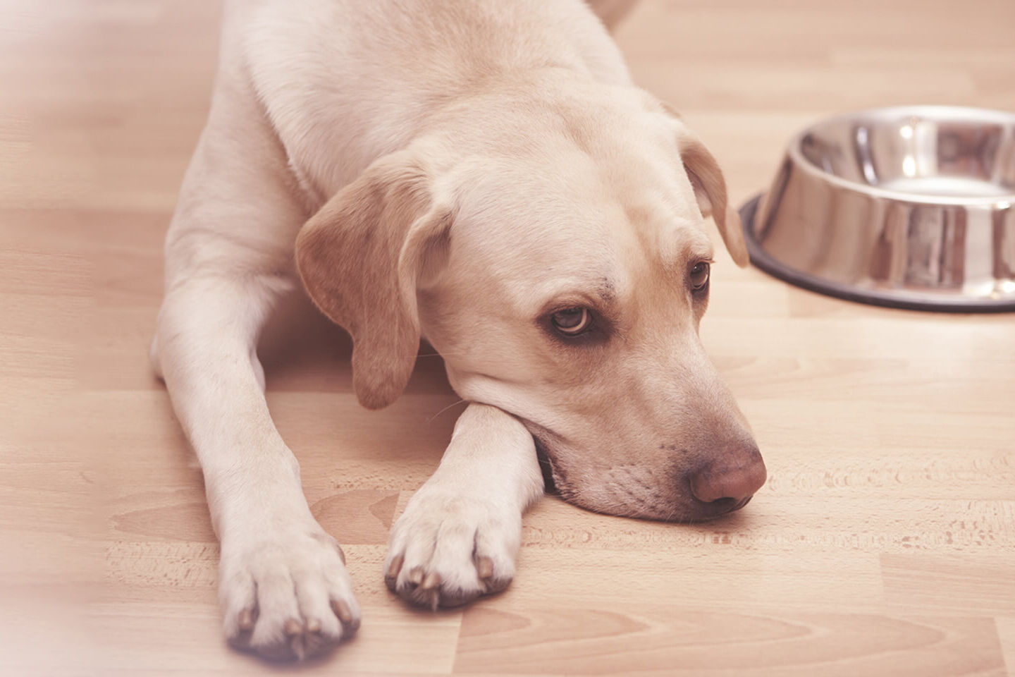 Ein Labrador liegt am Boden neben einem leeren Futternapf