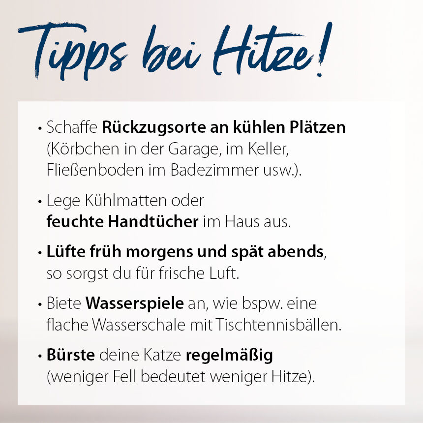 Tipps bei Hitze für Katzen