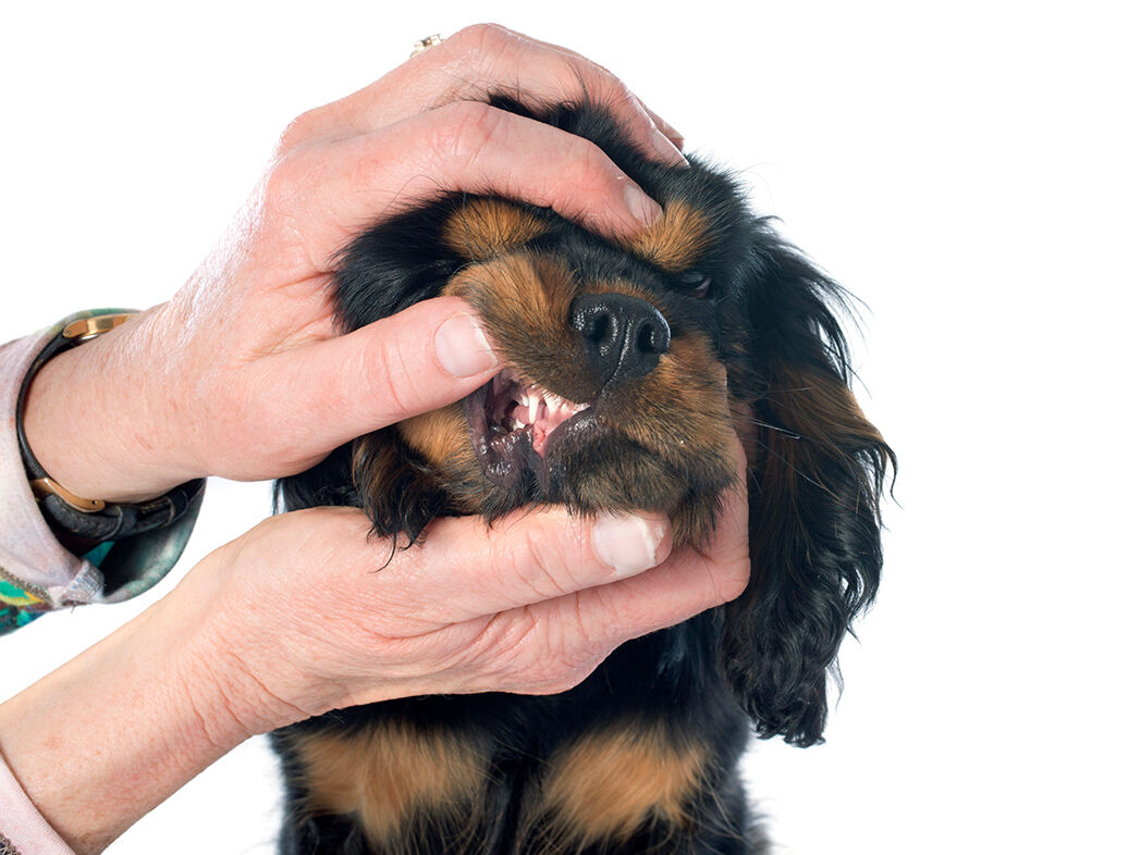 Bei einem jungen Hund werden vom Tierarzt die Zähne kontrolliert