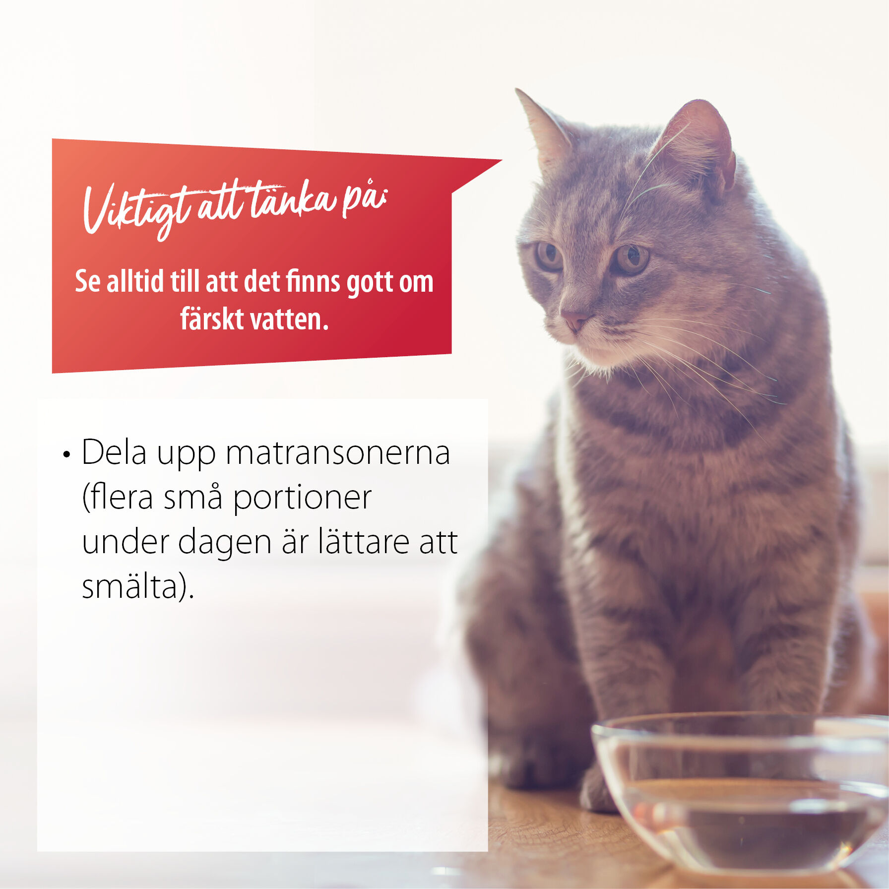 Eine Katze sitzt vor einer Schale mit Wasser. Daneben sind Tipps bei Hitze für Katzen aufgelistet.