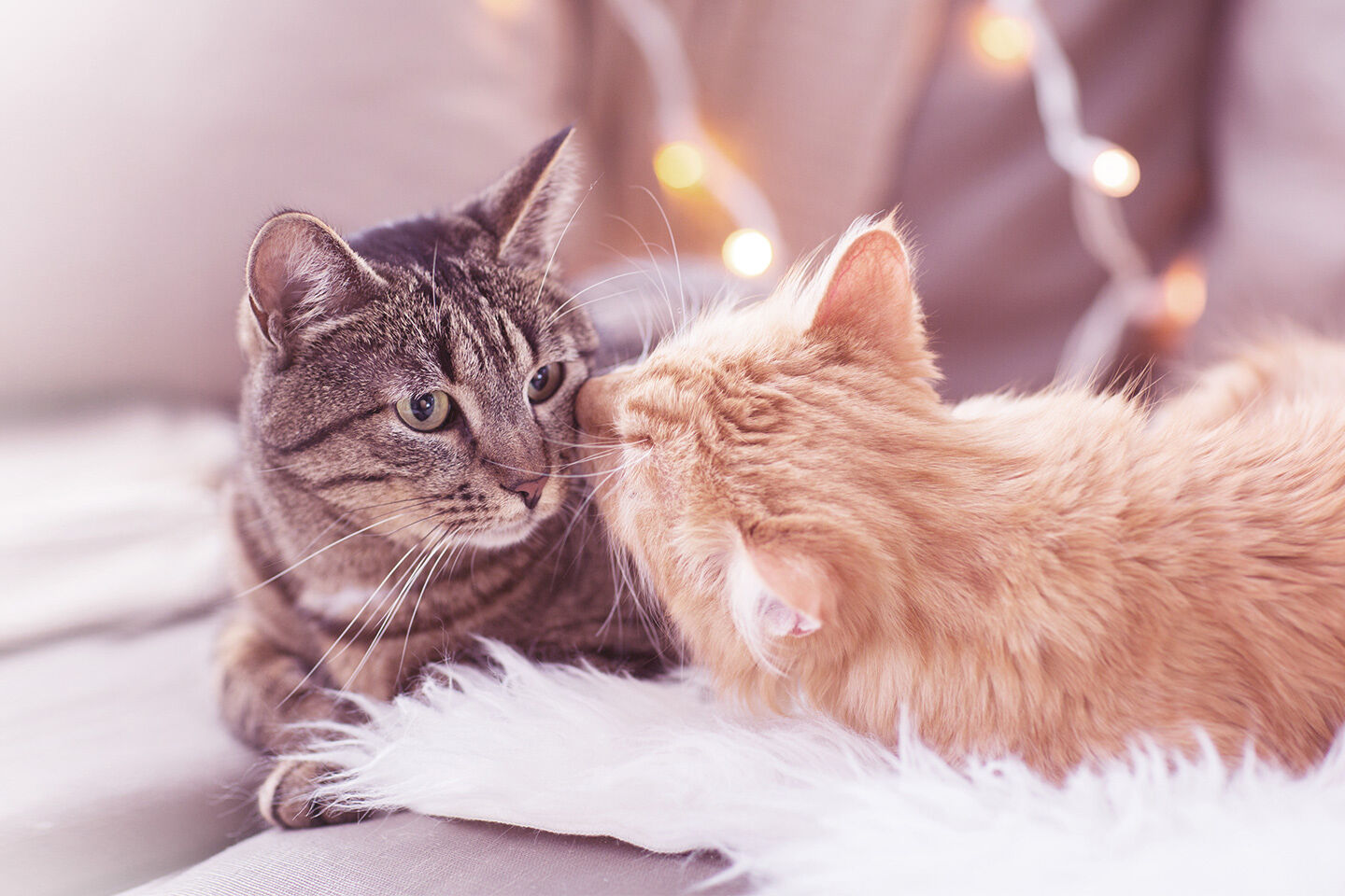 Zwei Katzen liegen auf einem Fell und kuscheln miteinander.