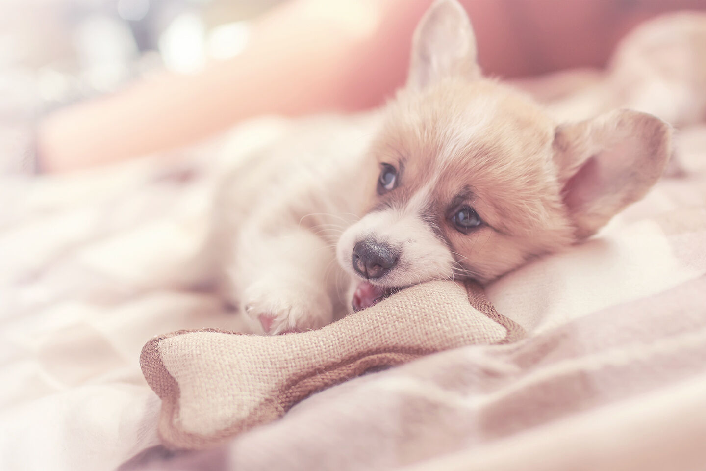 Ein kleiner Hund liegt mit Spielzeug auf einer Decke