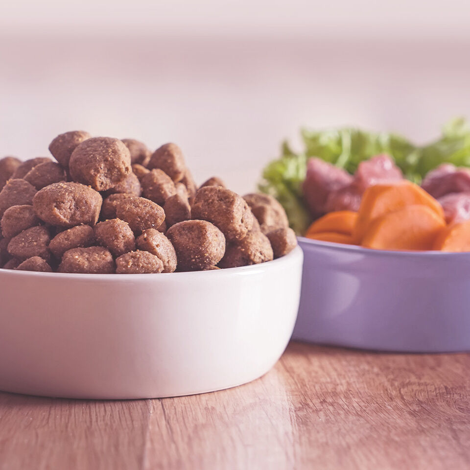 Zwei Näpfe mit Hundefutter und den Rohstoffen.