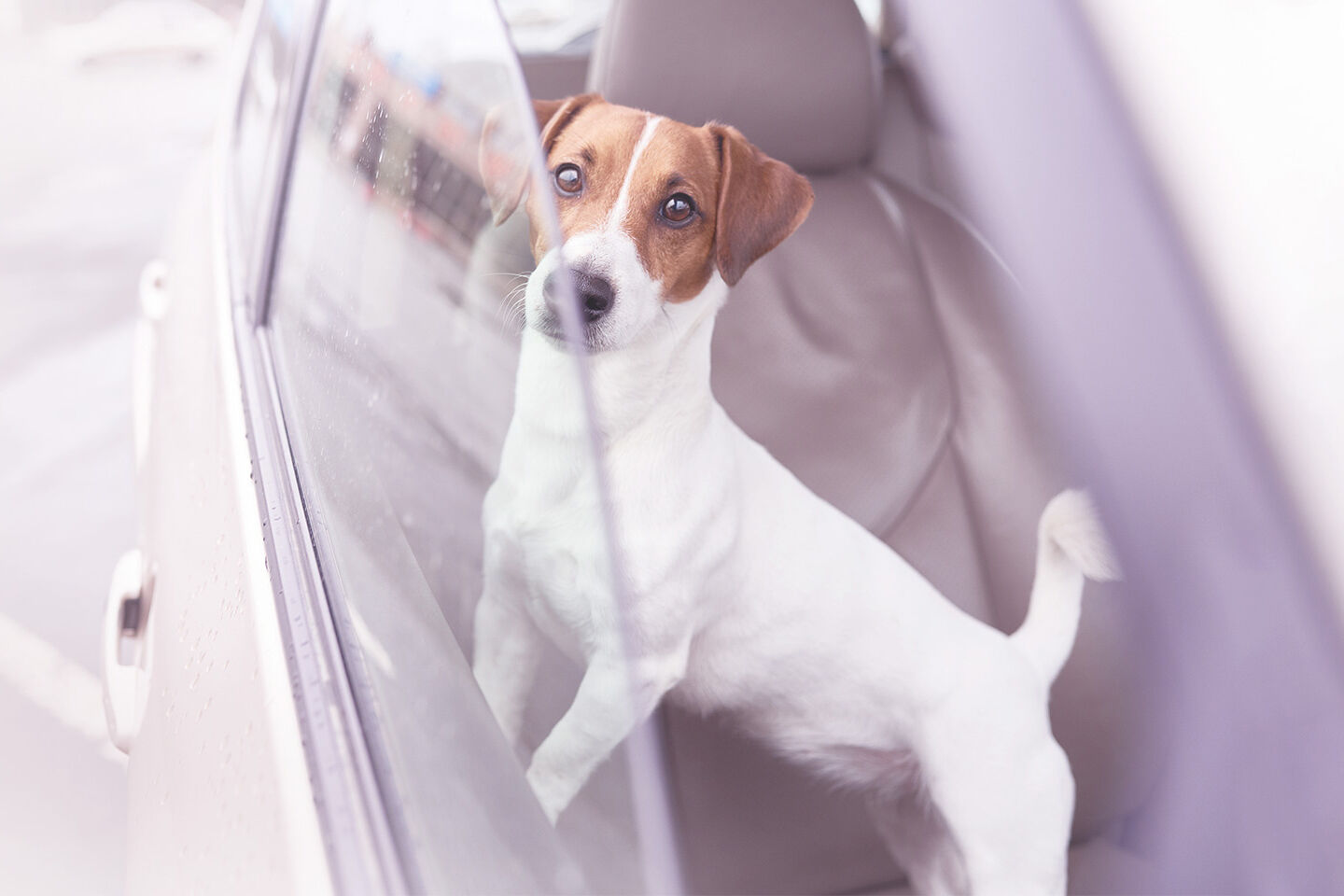 Jack Russel Terrier wartet im Auto auf seinen Besitzer bei geöffnetem Fenster
