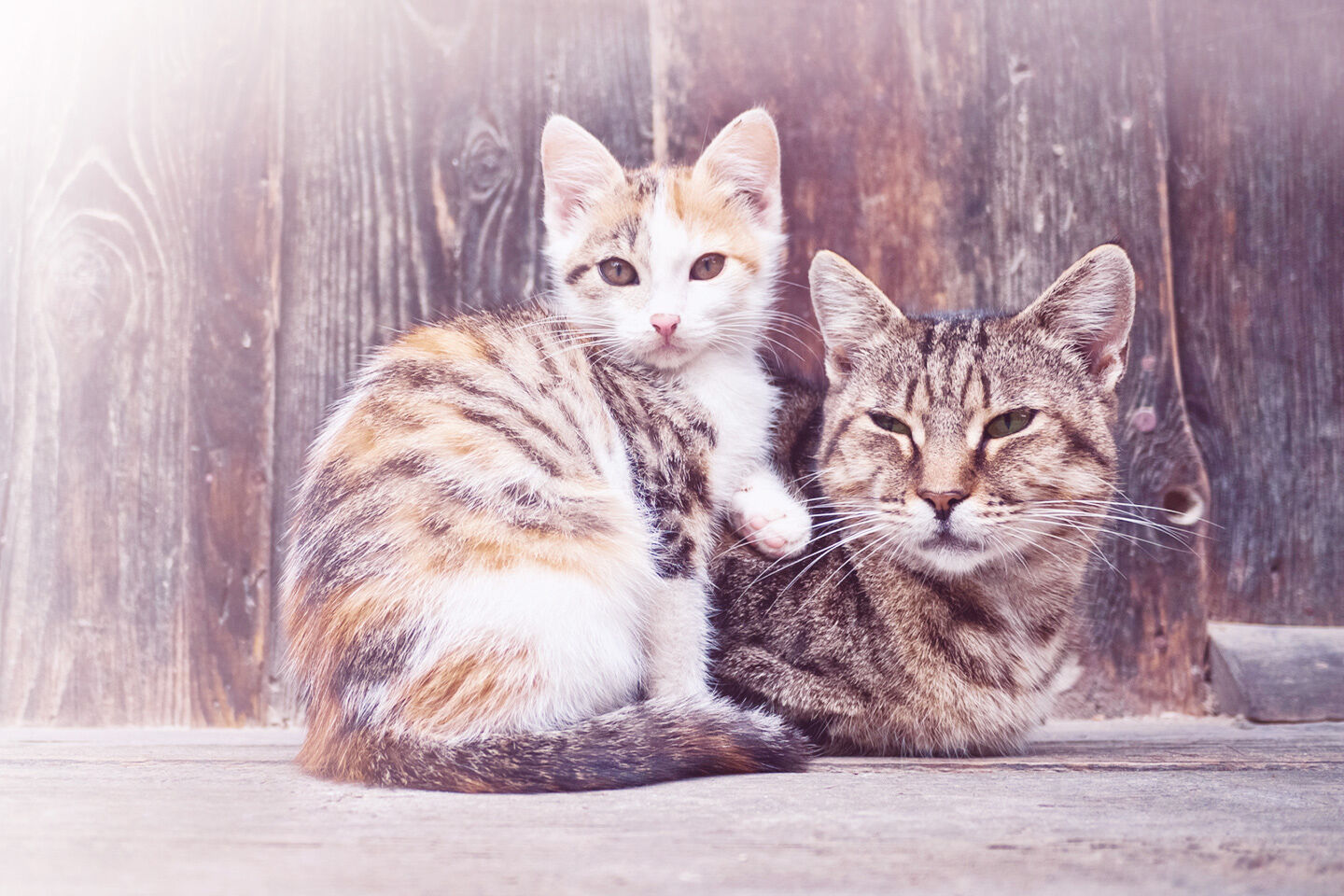 Mutterkatze und Tochterkatze sitzen gemeinsam vor einer Scheune