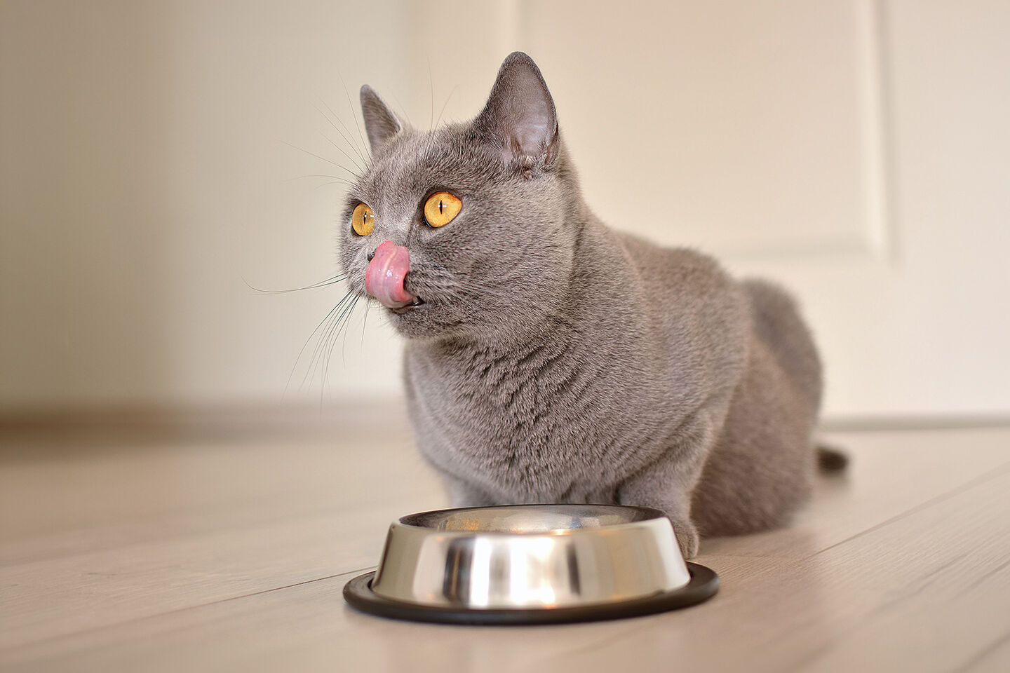 Eine schwangere graue Katze hat viel Hunger