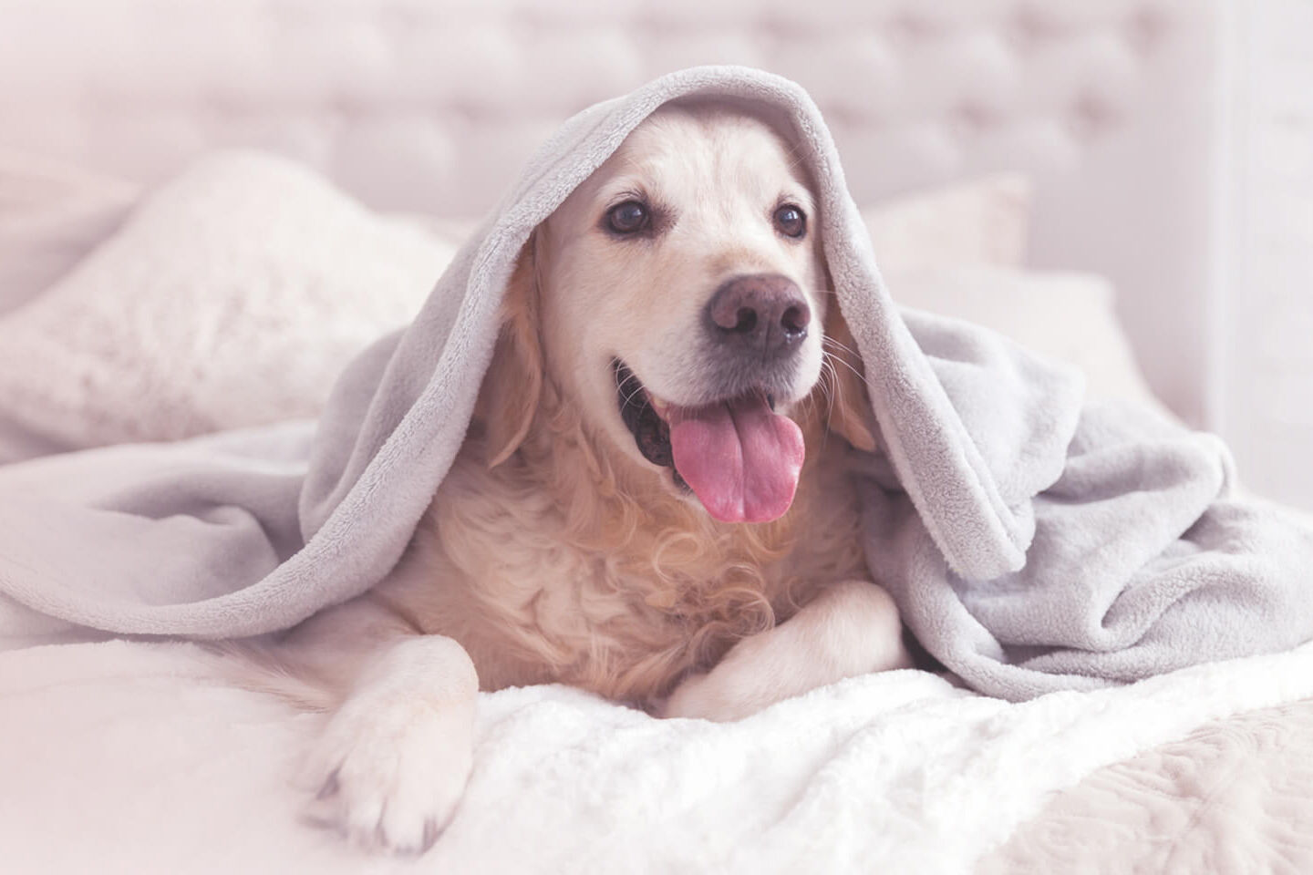 Ein erkälteter Hund liegt im Bett unter einer Decke