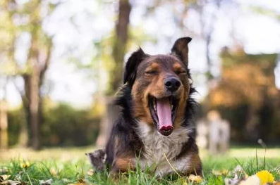 Ein kleiner Hund liegt in einer Wiese und gähnt.