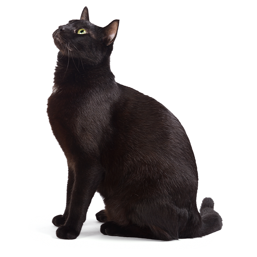 Schwarze Katze mit glänzendem Fell schaut nach oben